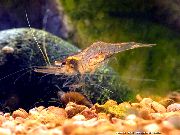 Guinea Swarm Shrimp браон