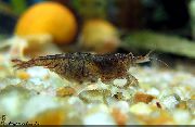 aquarium freshwater crustacean  Potimirim americana brown