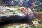 aquarium freshwater crustacean Cockroach Crayfish Aegla platensis brown