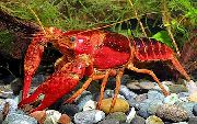 Red Swamp Crayfish плава
