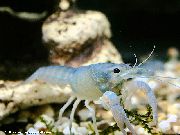 ProcambarusのCubensis 青