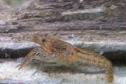 castanho Mármore Lagostas (Procambarus sp. marble crayfish) foto