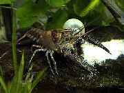 castanho Procambarus Spiculifer  foto