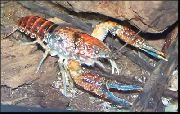 aquarium freshwater crustacean Procambarus toltecae Procambarus toltecae red