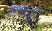 aquarium freshwater crustacean Blue moon cray Cherax cainii blue