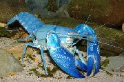 aquarium freshwater crustacean Cyan yabby Cherax destructor blue