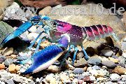 aquarium freshwater crustacean Cherax hoa creek Cherax hoa creek blue