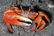 aquarium freshwater crustacean Red Mangrove crab Pseudosesarma moeshi red