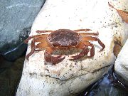 aquarium freshwater crustacean Freshwater crab Potamon potamios brown