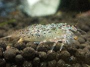 pilkas Žalia Lacer Krevetės (Atyoida pilipes) nuotrauka
