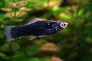 juodas Žuvis Kardonešiai (Xiphophorus helleri) nuotrauka