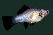 Silber Fisch Schwertträger (Xiphophorus helleri) foto