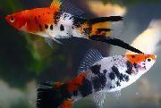 aquarium fish Swordtail Xiphophorus helleri motley