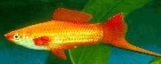 aquarium fish Swordtail Xiphophorus helleri gold