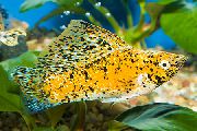 ყვითელი თევზი Sailfin Molly (Poecilia velifera) ფოტო