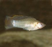 sidabras Žuvis Sailfin Molly (Poecilia velifera) nuotrauka