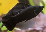 чорны Рыба Моллинезия Парусная (Пецилия Высокоплавничная, Пецилия Флаговая) (Poecilia velifera) фота
