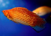 raudonas Žuvis Sailfin Molly (Poecilia velifera) nuotrauka
