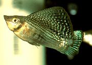 зялёны Рыба Моллинезия Парусная (Пецилия Высокоплавничная, Пецилия Флаговая) (Poecilia velifera) фота