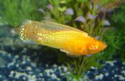 Χρυσός ψάρι Sailfin Molly (Poecilia velifera) φωτογραφία