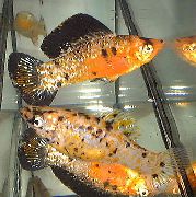 margas Žuvis Sailfin Molly (Poecilia velifera) nuotrauka