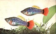 sidabras Žuvis Papageienplaty (Xiphophorus variatus) nuotrauka