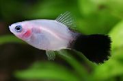 Papageienplaty Weiß Fisch