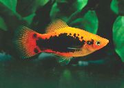 Строкатий Риба Пецілія Багатобарвна (Пецілія Мінлива, Платіпецілія Багатобарвна) (Xiphophorus variatus) фото