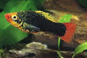 Черен Риба Papageienplaty (Xiphophorus variatus) снимка