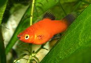 црвен Риба Папагеиенплати (Xiphophorus variatus) фотографија