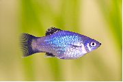 Silber Fisch Xiphophorus Maculatus (Xiphophorus maculatus, Platypoecilus maculatus) foto