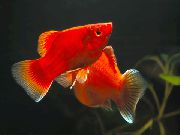 წითელი თევზი Xiphophorus Maculatus (Xiphophorus maculatus, Platypoecilus maculatus) ფოტო