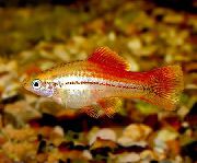 Xiphophorus Maculatus Gold Fisch