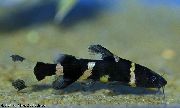 Manchado Peixe Bumblebee Catfish (Microglanis iheringi) foto