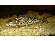 taškuotas Žuvis Pictus Šamai (Pimelodus pictus) nuotrauka