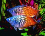 motley Kala Boesemans Rainbowfish (Melanotaenia boesemani) foto
