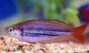 Златист Риба Джудже Rainbowfish (Melanotaenia maccullochi) снимка