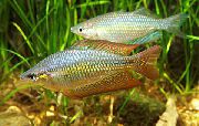Melanotaenia Splendida Splendida Gold Fisch