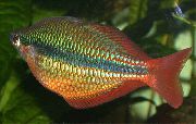 Oro Pesce Rainbowfish Regale (Melanotaenia trifasciata) foto
