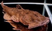 ყავისფერი თევზი Frog პირში ლოქო (Chaca chaca) ფოტო