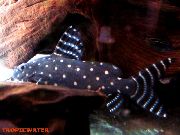 aquarium fish Synodontis Angelicus Catfish Synodontis angelicus spotted