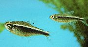 Gestreift Fisch Schwarz Neon Tetra (Hyphessobrycon herbertaxelrodi) foto