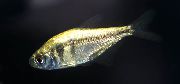 Aur Pește Tetra Galben (Hyphessobrycon bifasciatus) fotografie
