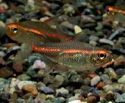 Златист Риба Glowlight Тетра (Hemigrammus erythrozonus) снимка