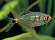 сребро Риба Главу И Реп Светло Тетра (Hemigrammus ocellifer) фотографија