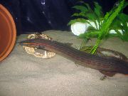 çizgili Balık Yangın Yılanbalığı (Mastacembelus erythrotaenia) fotoğraf