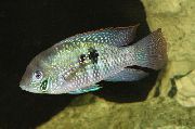 Macchiato Pesce Blu Acara (Aequidens pulcher) foto