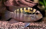 Смугастий Риба Акара Перуанська (Bujurquina syspilus) фото