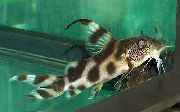 Getupft Fisch Synodontis Decorus  foto