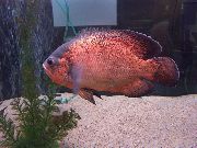 Τίγρη Oscar Κόκκινος ψάρι